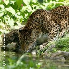 PARC ET CHATEAU DE THOIRY THOIRY