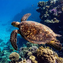 Carri&egrave;res des Lumi&egrave;res - Oc&eacute;an, Immersion dans le Monde Sous-Marin