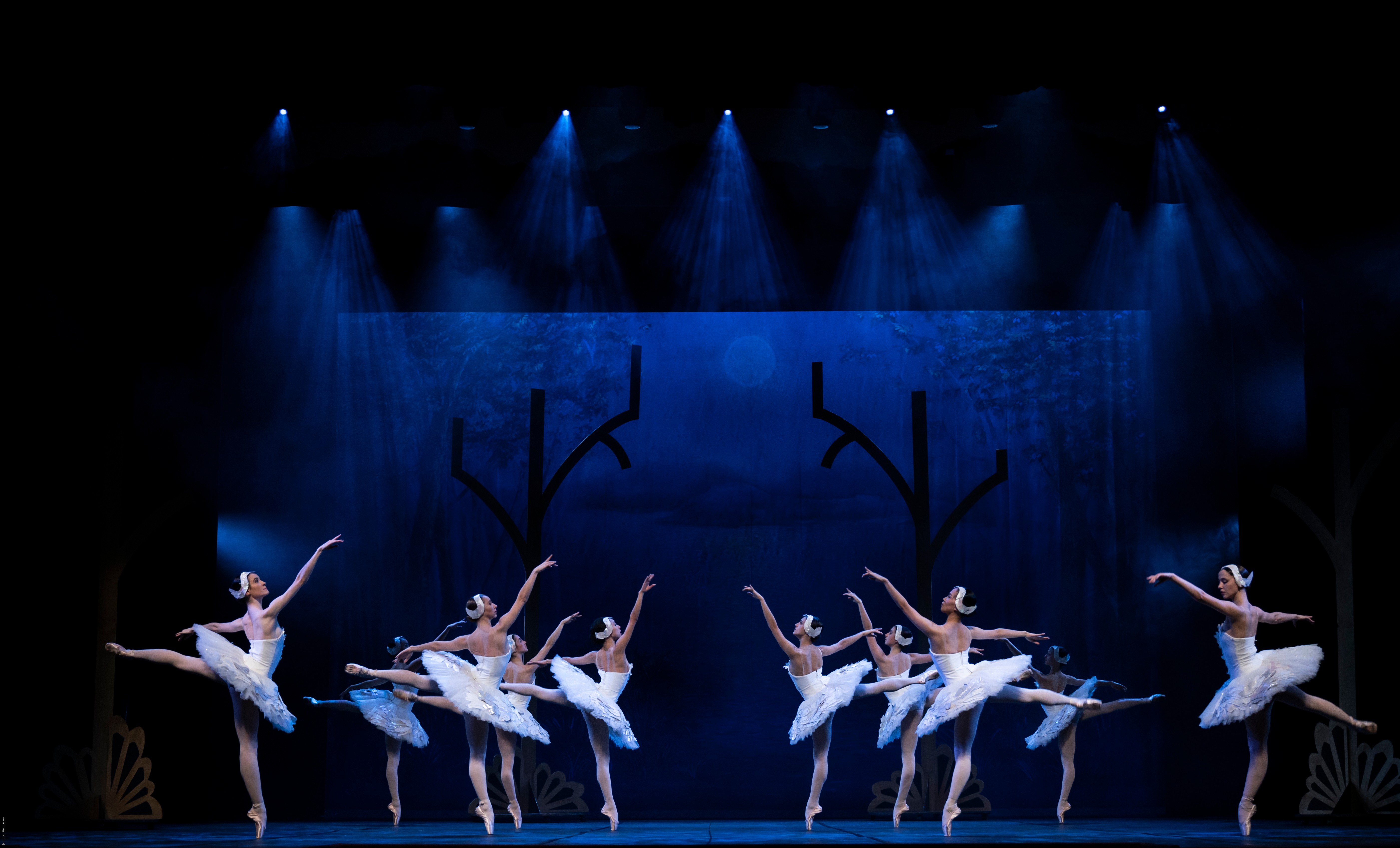 Mon premier Lac des Cygnes